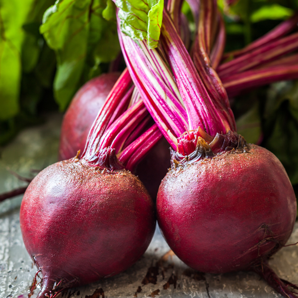 BEETROOT RED ACE F1