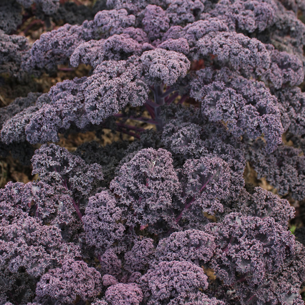 BORECOLE KALE RED BOR F1