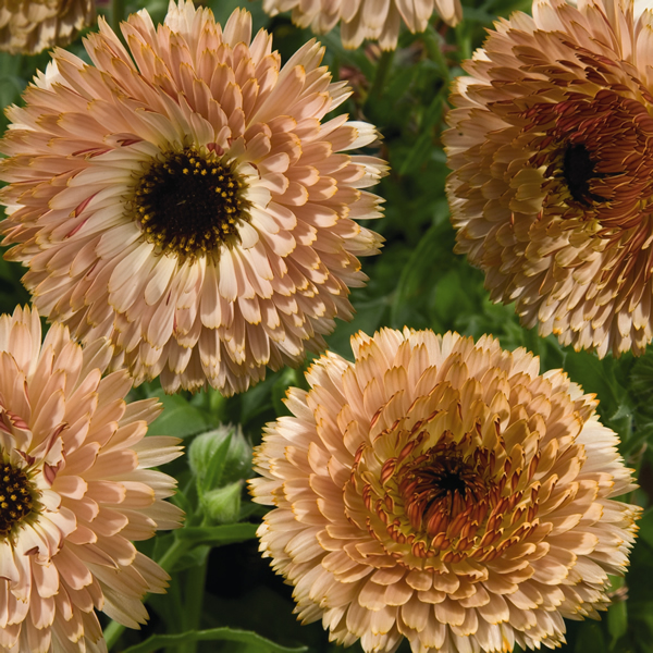 CALENDULA COFFEE CREAM