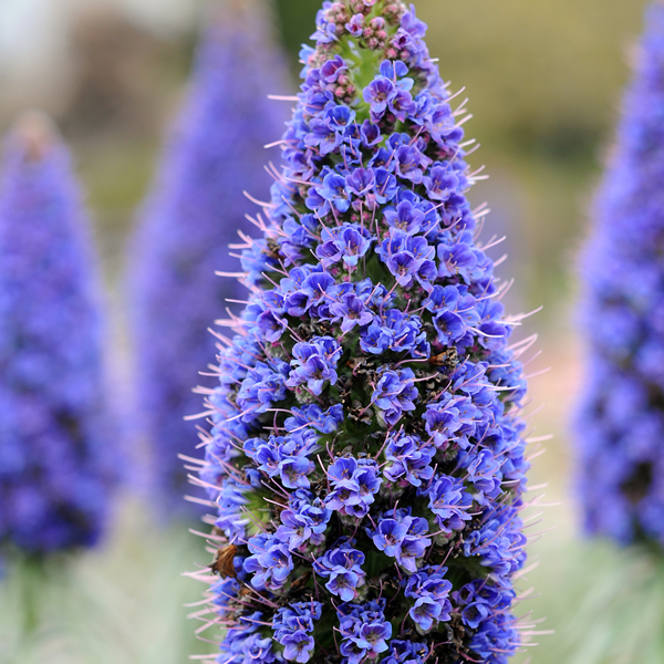 ECHIUM PININANA TOWER OF JEWELS