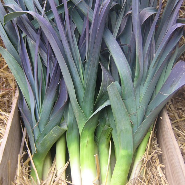 LEEK NORTHERN LIGHTS F1