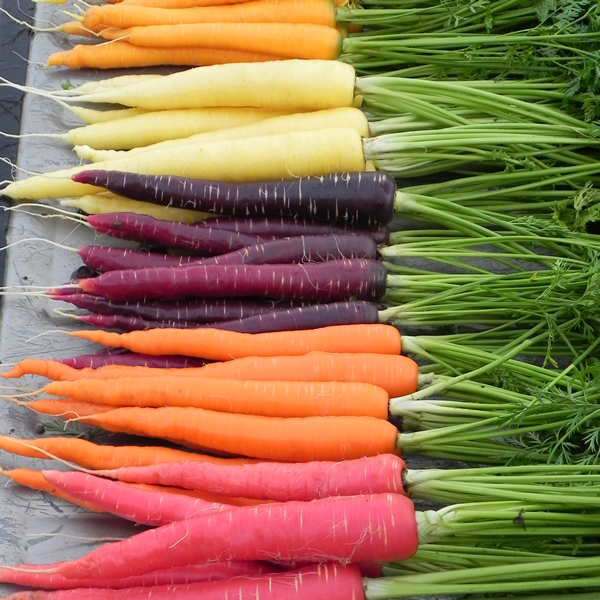 CARROT RAINBOW IMPROVED MIXED
