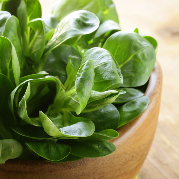 SPINACH CELLO F1