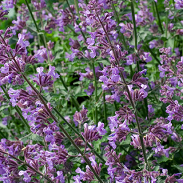 NEPETA PINK CAT