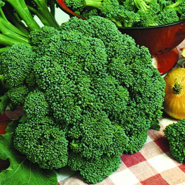 BROCCOLI MARATHON F1