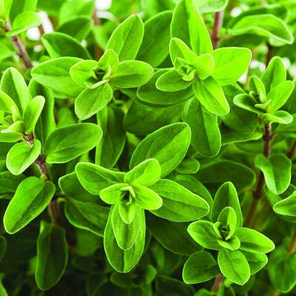 OREGANO GREEK