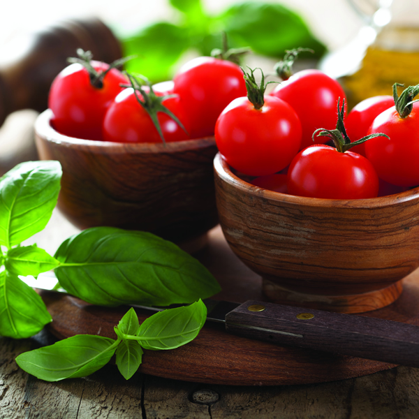 TOMATO MONEYMAKER