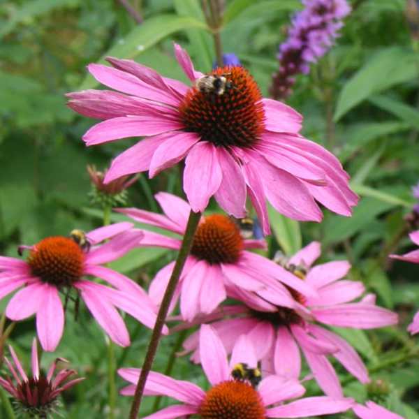 ECHINACEA PURPUREA MAGNUS