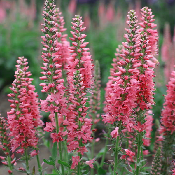 VERONICA LONGIFOLIA PINK SHADES