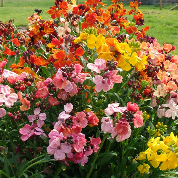 WALLFLOWER COTTAGE PERFUME
