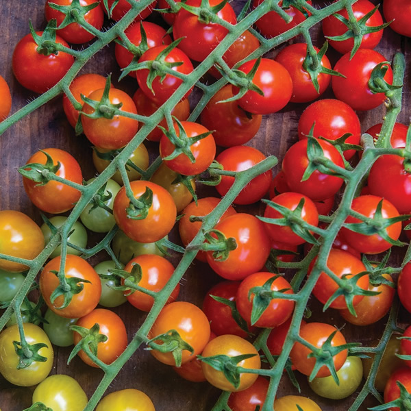 TOMATO CHERRY BABY