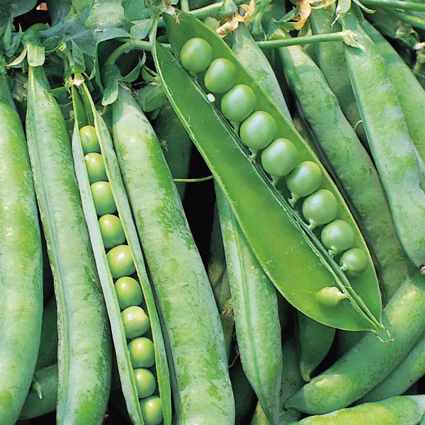 PEA HURST GREEN SHAFT