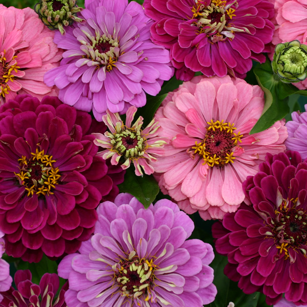 ZINNIA ART DECO