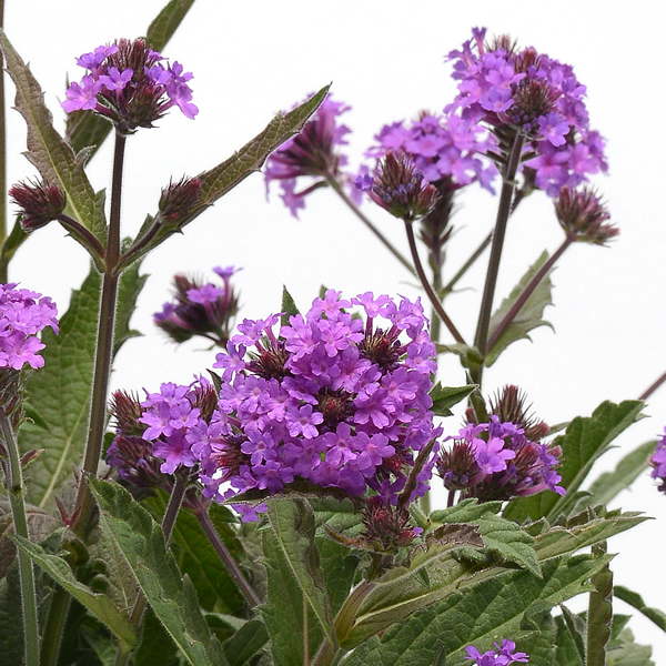 VERBENA RIGIDA SANTOS PURPLE