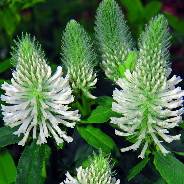 TRIFOLIUM FROSTY FEATHERS