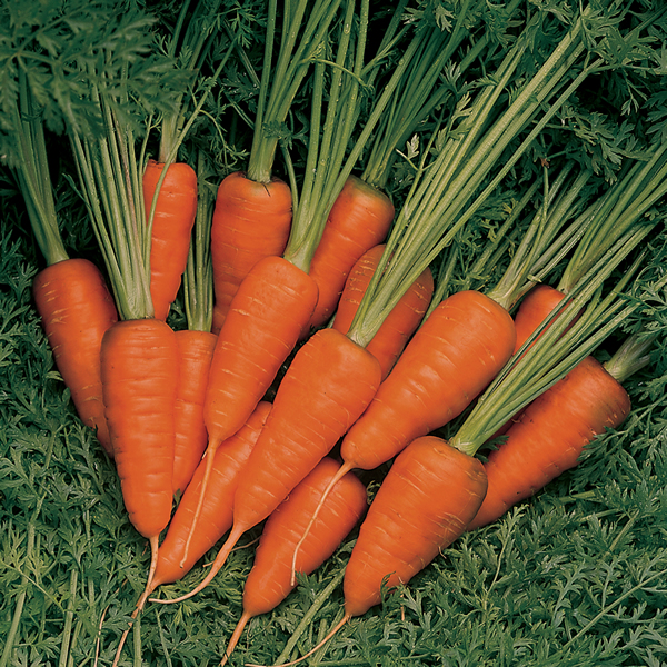 CARROT SHORT N SWEET
