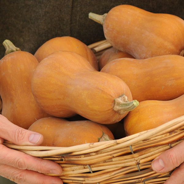 BUTTERNUT SQUASH HONEYNUT