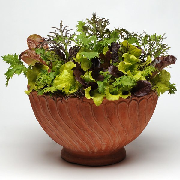 SIMPLY SALAD GOURMET GLOBAL MIXED