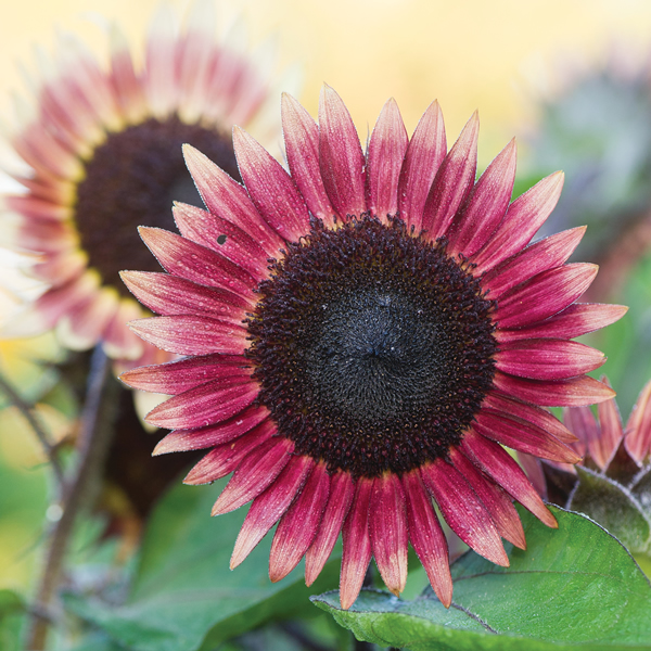 HELIANTHUS MS MARS