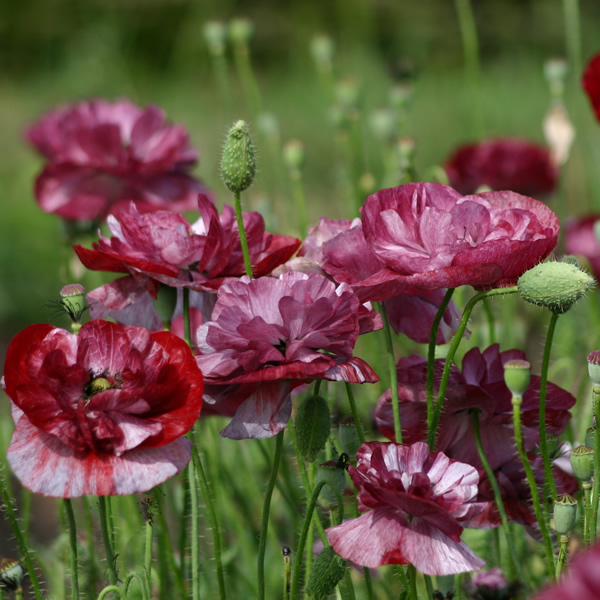 PAPAVER RHOEAS PANDORA