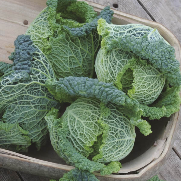 CABBAGE ALCOSA F1