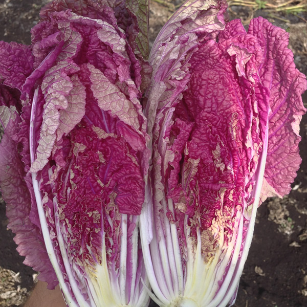 CHINESE CABBAGE SCARVITA F1