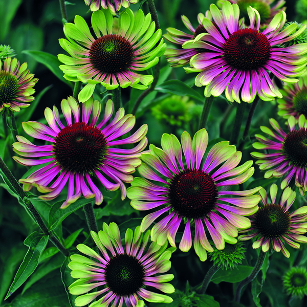 ECHINACEA GREEN TWISTER