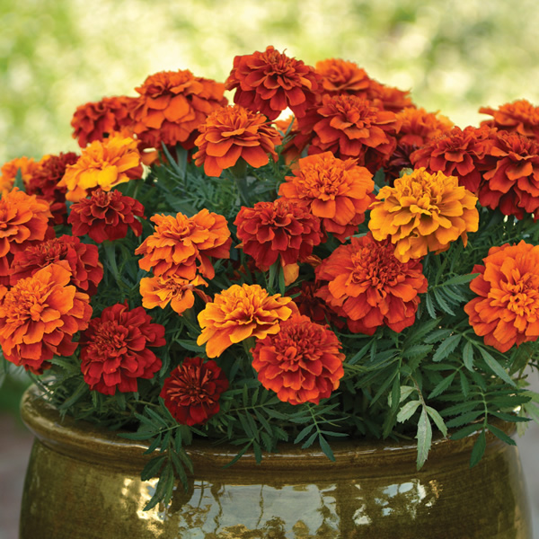 MARIGOLD FIREBALL