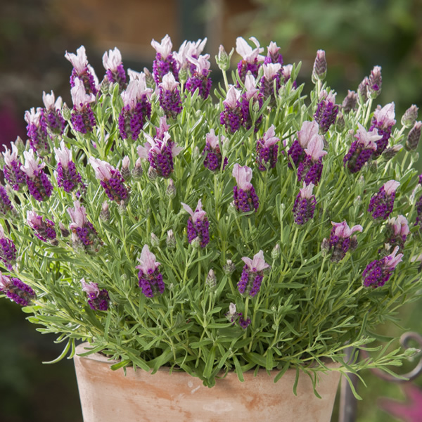 LAVENDER BANDERA PINK