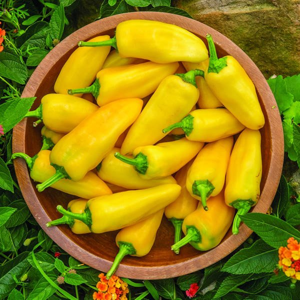 PEPPER LEMON DREAM