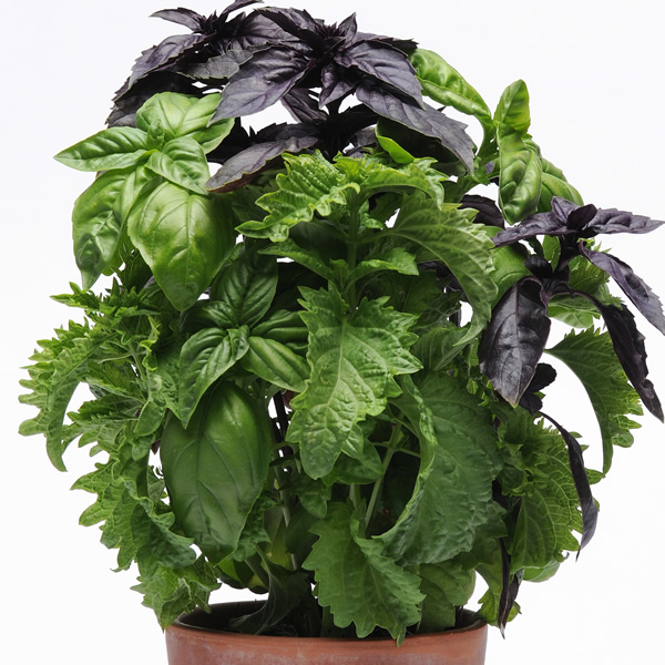 BASIL TRY ME