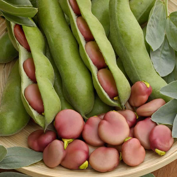 BROAD BEAN KARMAZYN