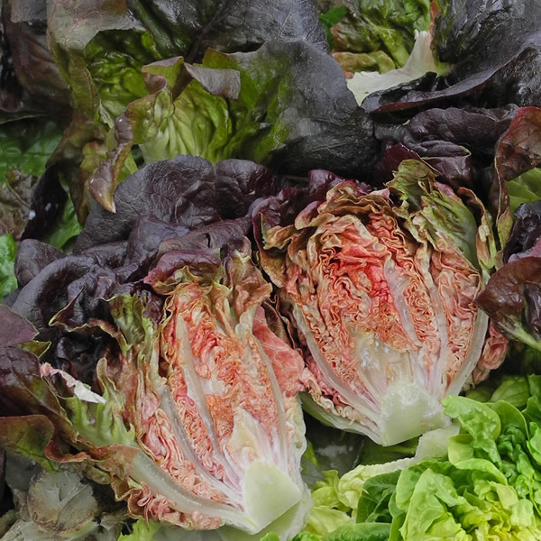 LETTUCE LITTLE GEM INTRED