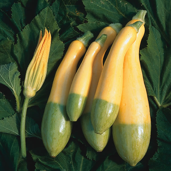 COURGETTE ZEPHYR