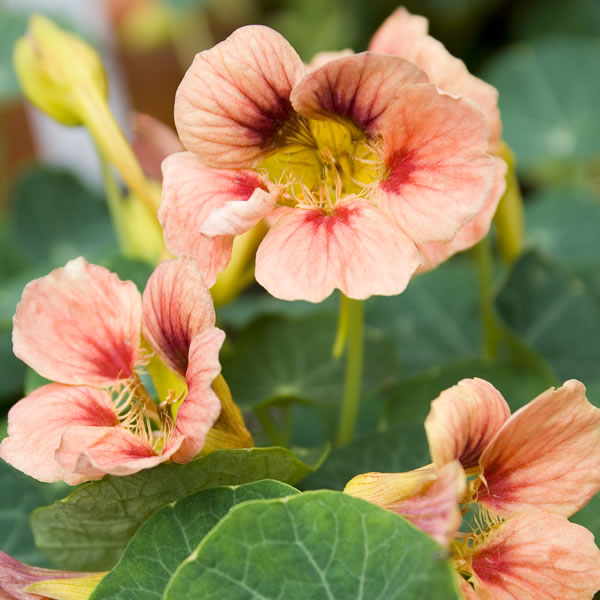 NASTURTIUM LADYBIRD ROSE