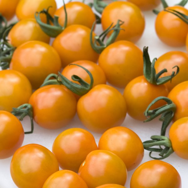 TOMATO ORANGE PARUCHE F1