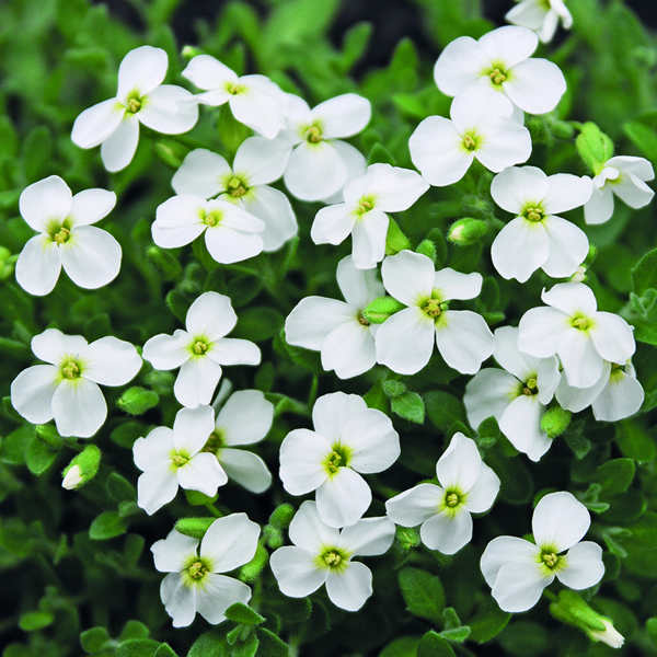 AUBRETIA PIXIE PEARLS