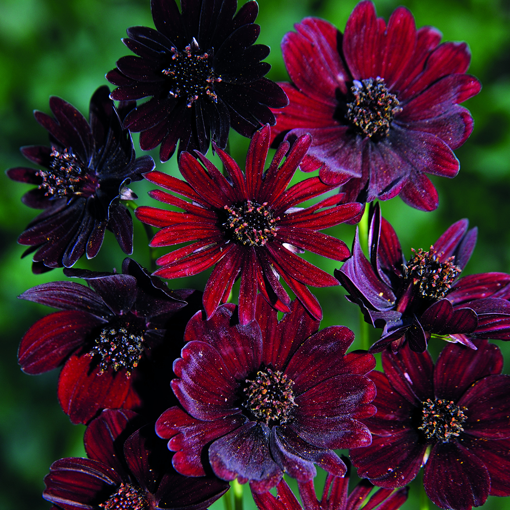 COSMOS ATROSANGUINEUS BLACK MAGIC