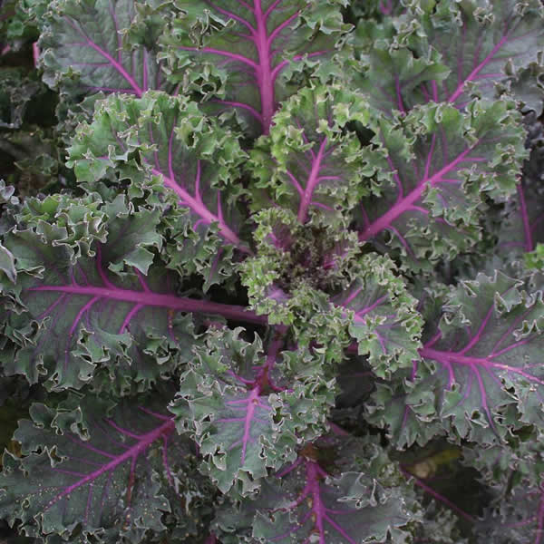 KALE MIDNIGHT SUN