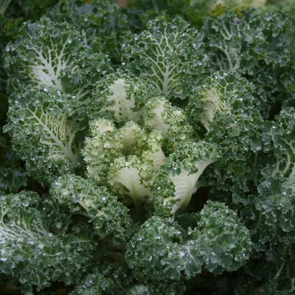 KALE EMERALD ICE