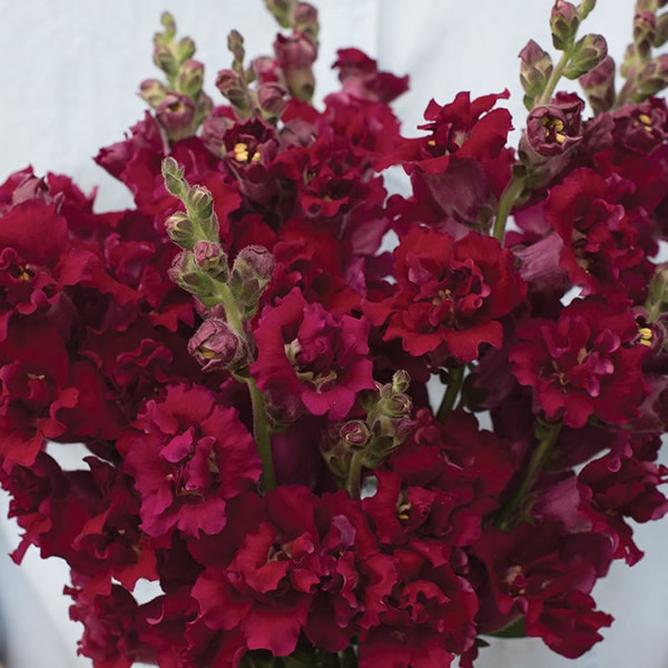 ANTIRRHINUM MADAME BUTTERFLY RED F1