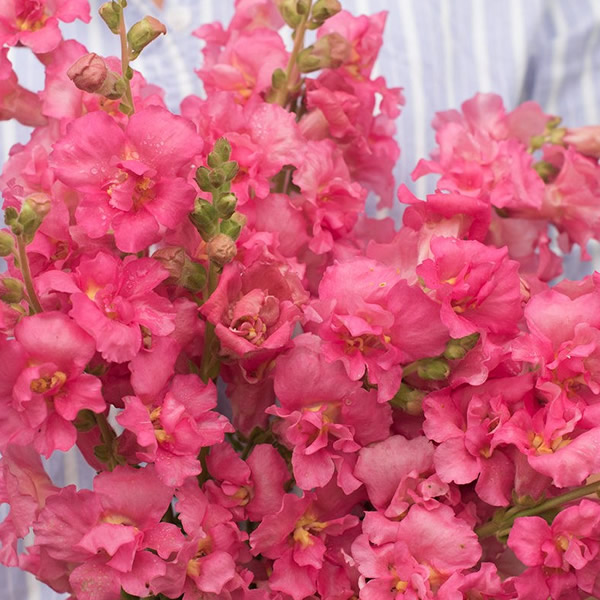 ANTIRRHINUM MADAME BUTTERFLY ROSE F1