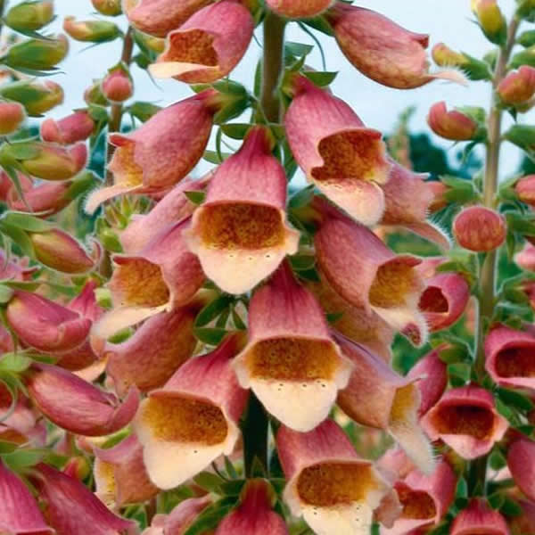 DIGITALIS POLKADOT POLLY