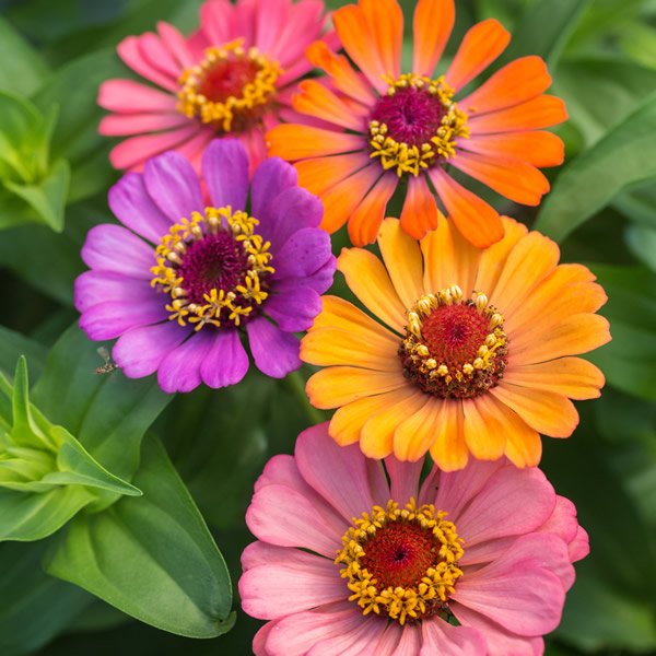 ZINNIA FORECAST
