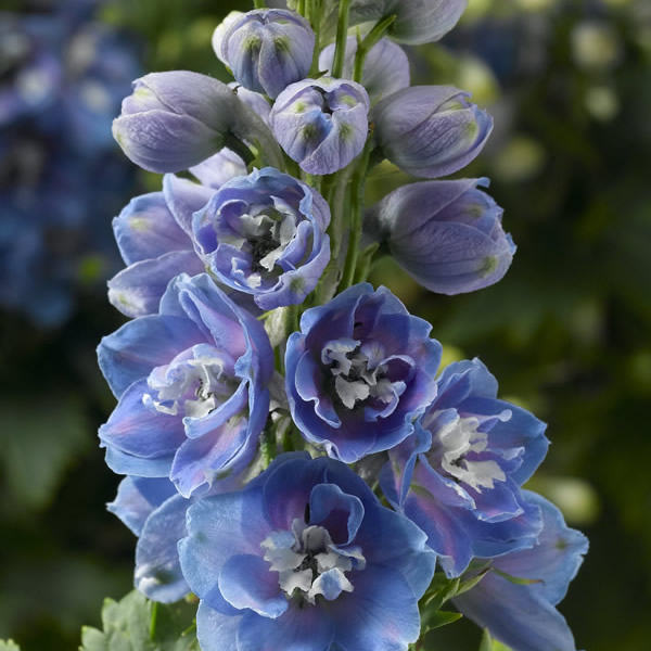 DELPHINIUM DELPHINA LIGHT BLUE