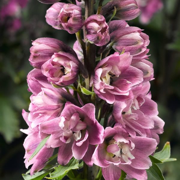 DELPHINIUM DELPHINA ROSE