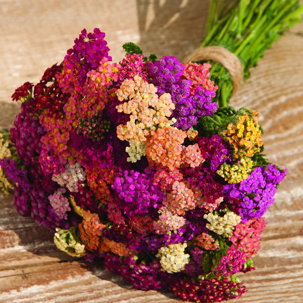 ACHILLEA COLORADO MIXED