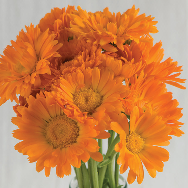 CALENDULA ALPHA