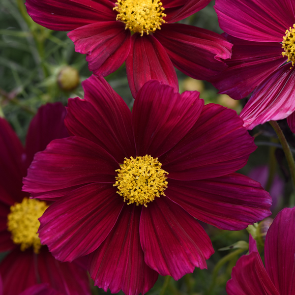 COSMOS SONATA PURPLE SHADES