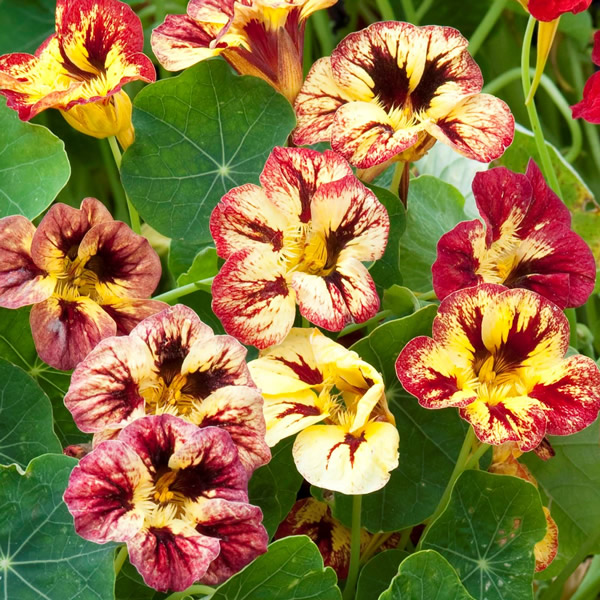 NASTURTIUM BLOODY MARY
